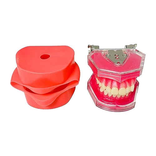 Miniatura 4 de Modelo de extracción dental de enseñanza dental modelo de piel facial de simulación de dientes desmontable de boca completa