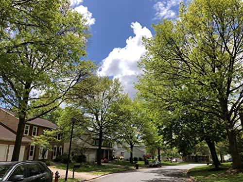 Pin Oak | Medium Tree Seedling | The Jonsteen Company #TOP4