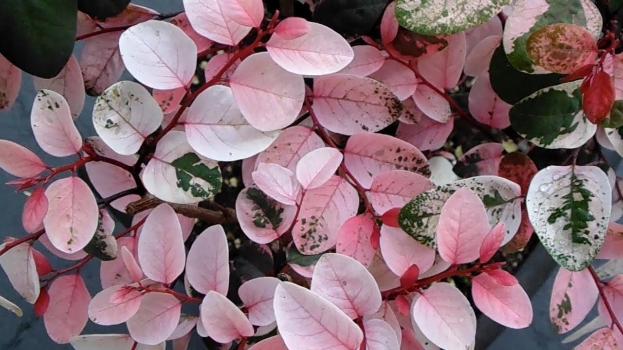 Breynia Disticha Roseopicta Snowbush | 10 Live Plants | Ornamental Shrub, Perfect for Indoor & Outdoor Landscaping | Drought Tolerant, Low-Maintenance, Easy-to-Grow Plant