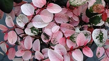 Florida Foliage Breynia Disticha Snowbush