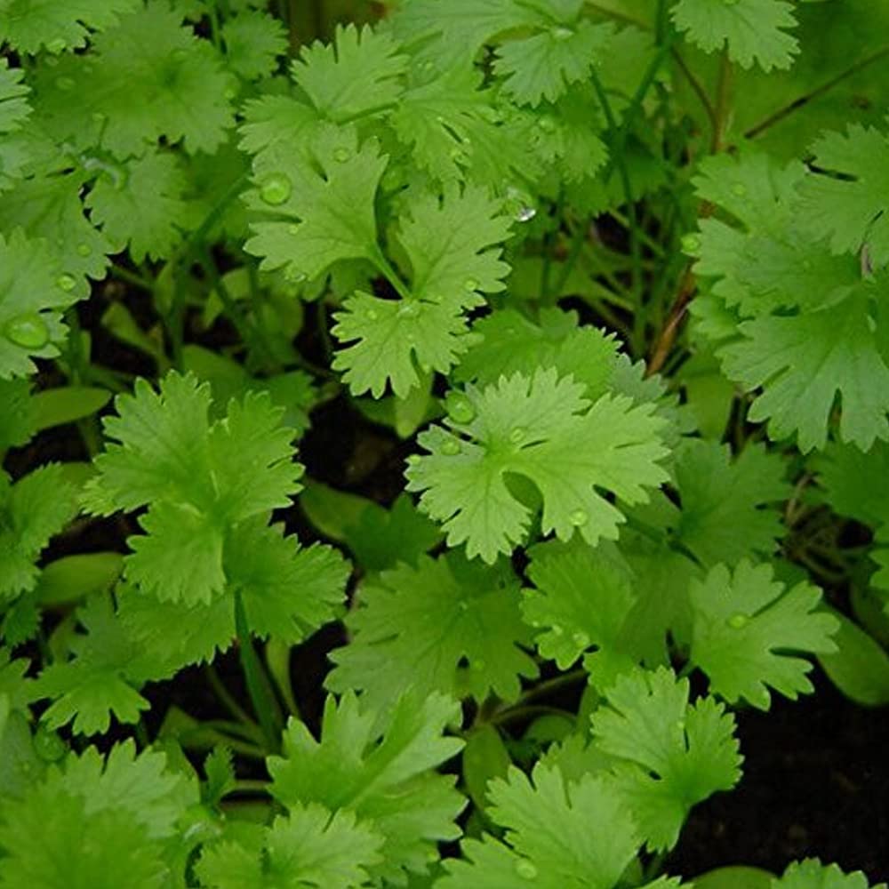 Plants Beauty Circle Coriander Panipat Indian Vegetable Desi Seeds Summer Variety (Buy 1 Get 1 Free) (Multicolor) (B0B2DWNKJ6) Amazon Price History, Amazon Price Tracker