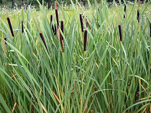 Cattail (2000 Seeds) Fresh This Season's Harvest from My own Garden
