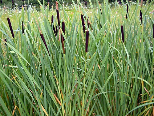 Cattail (2000 Seeds) Fresh This Season