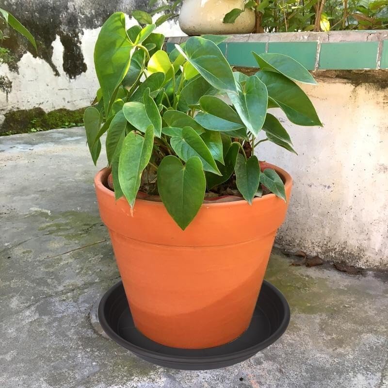 Miniatura 6 de Platillo Bandeja para Macetas de 6, 8, 10, 12, 14, 16, 19, 20 Pulgadas Platillos de Plástico para Macetas de Flores y Bandejas de Goteo para