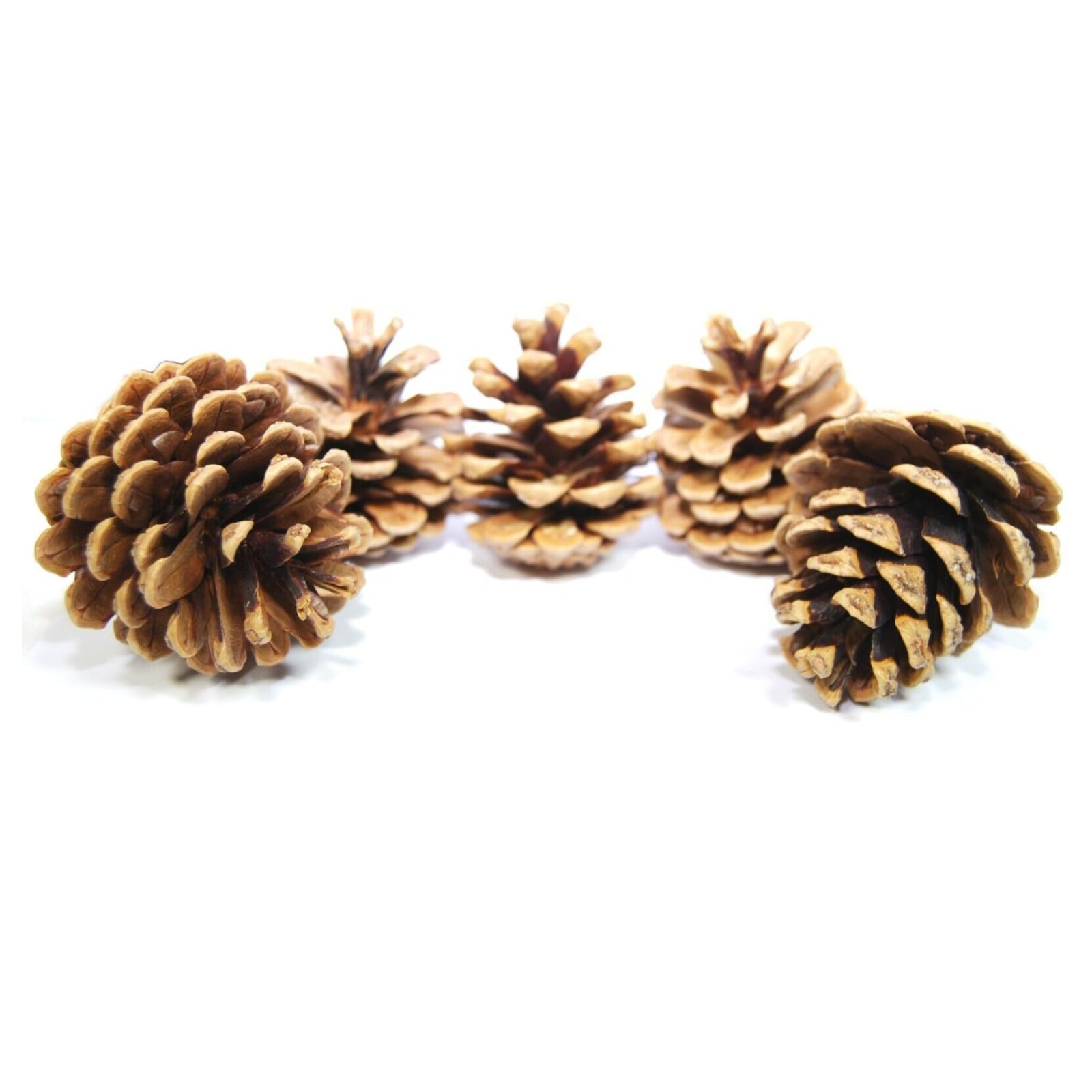 celloexpress Natural Dried Pine Cones - Christmas Wreaths, Festive Garlands, Decorations, Crafts, Floral Arranging, Austriaca Pine Cones (Pack of 250g)