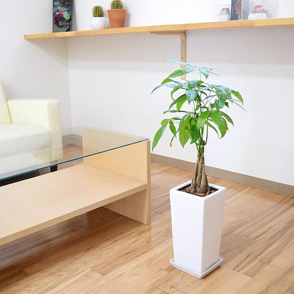 Amazon｜フラワーコーポレーション パキラ 発財樹 カイエン