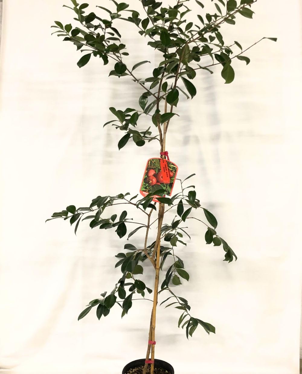 Pianta di GUAVA ROSSA ‘Psidium Cattleianum’ - in vaso Ø 18 cm – h. 100/120 cm