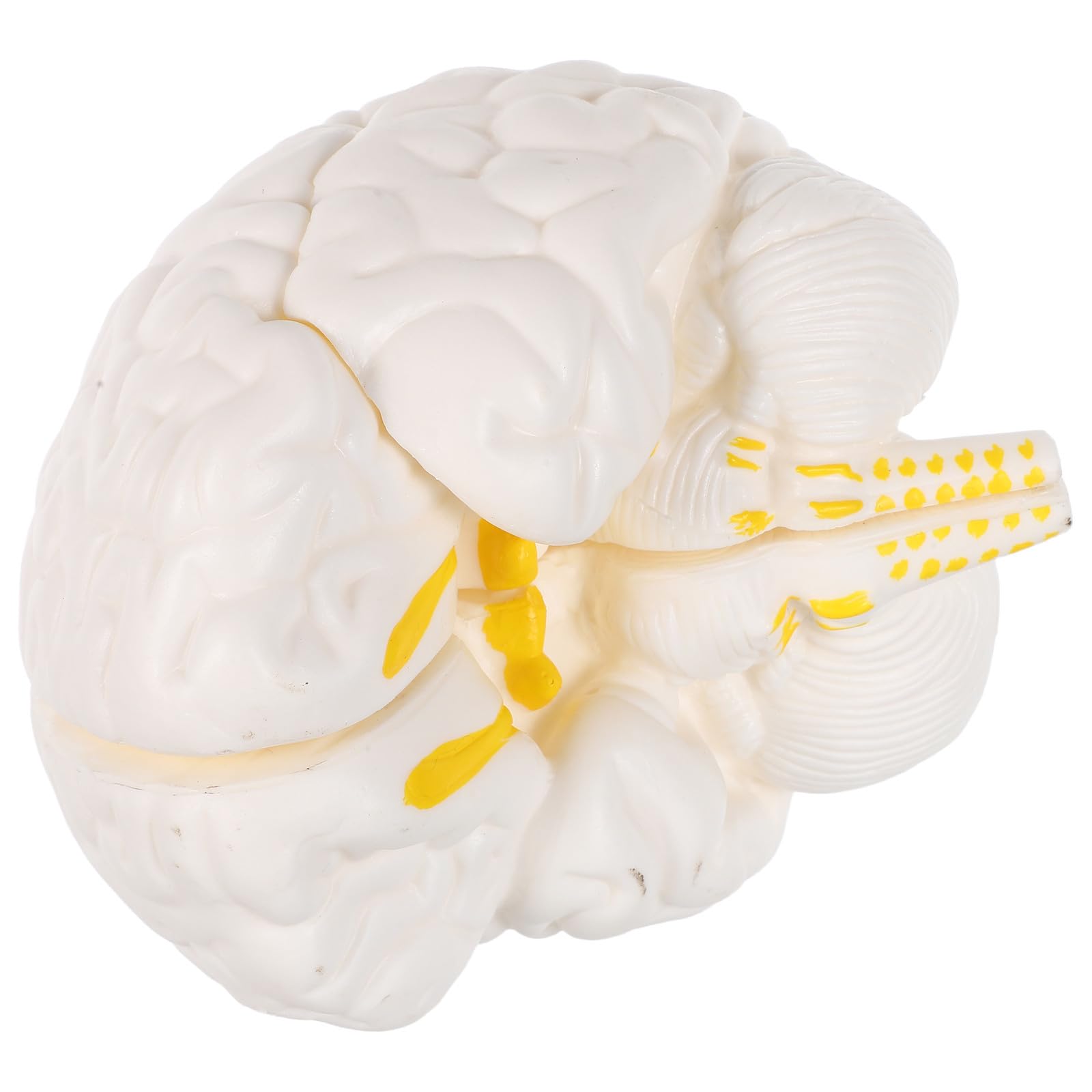 Modelo de Anatomía del Cerebro Desmontable de 3 Partes en PVC