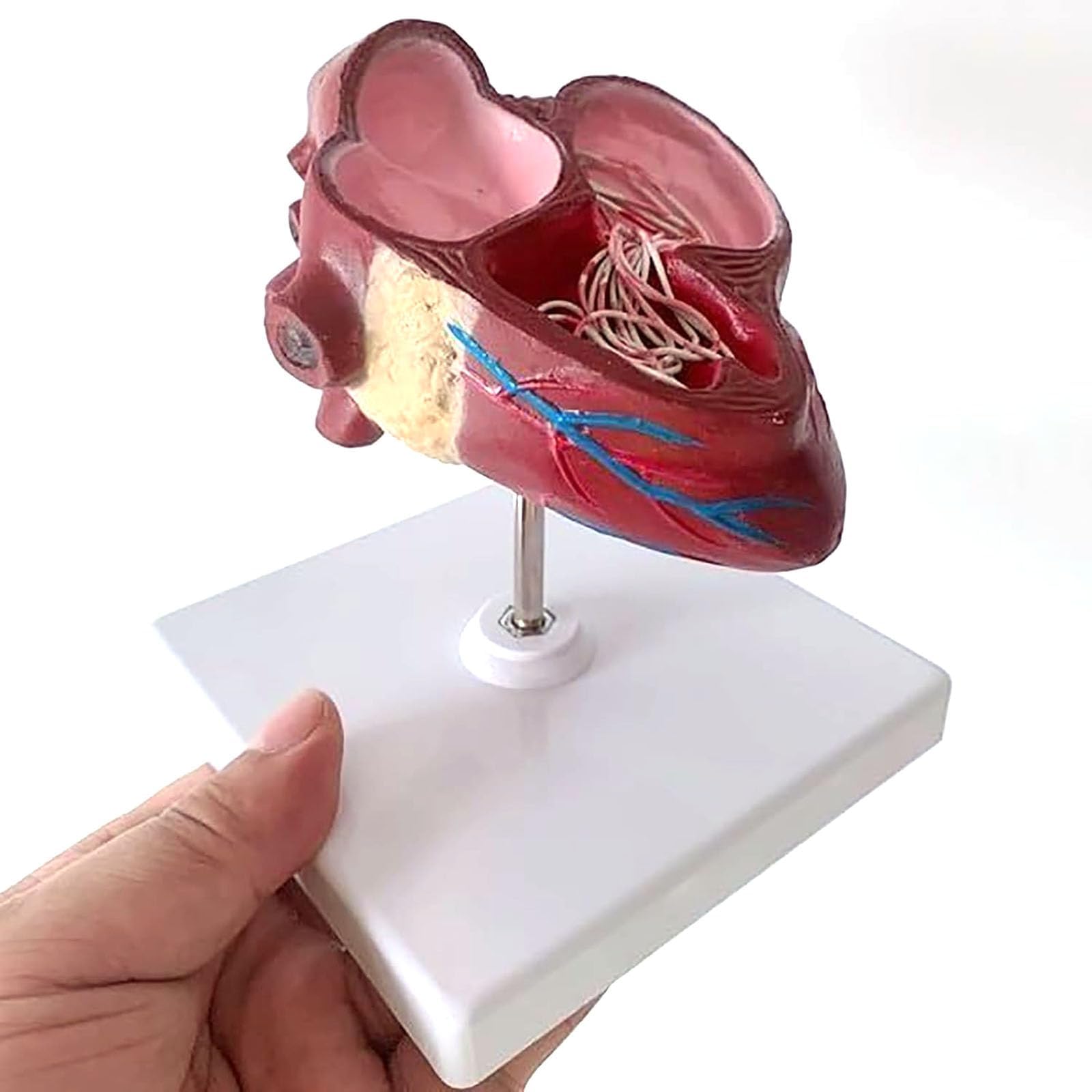 COYEUX Canine Heart Anatomy Model, Detachable Dog Heartworm Pathology Model With Ventricles And Blood, Vessels Teaching Display Aid For Veterinary Students