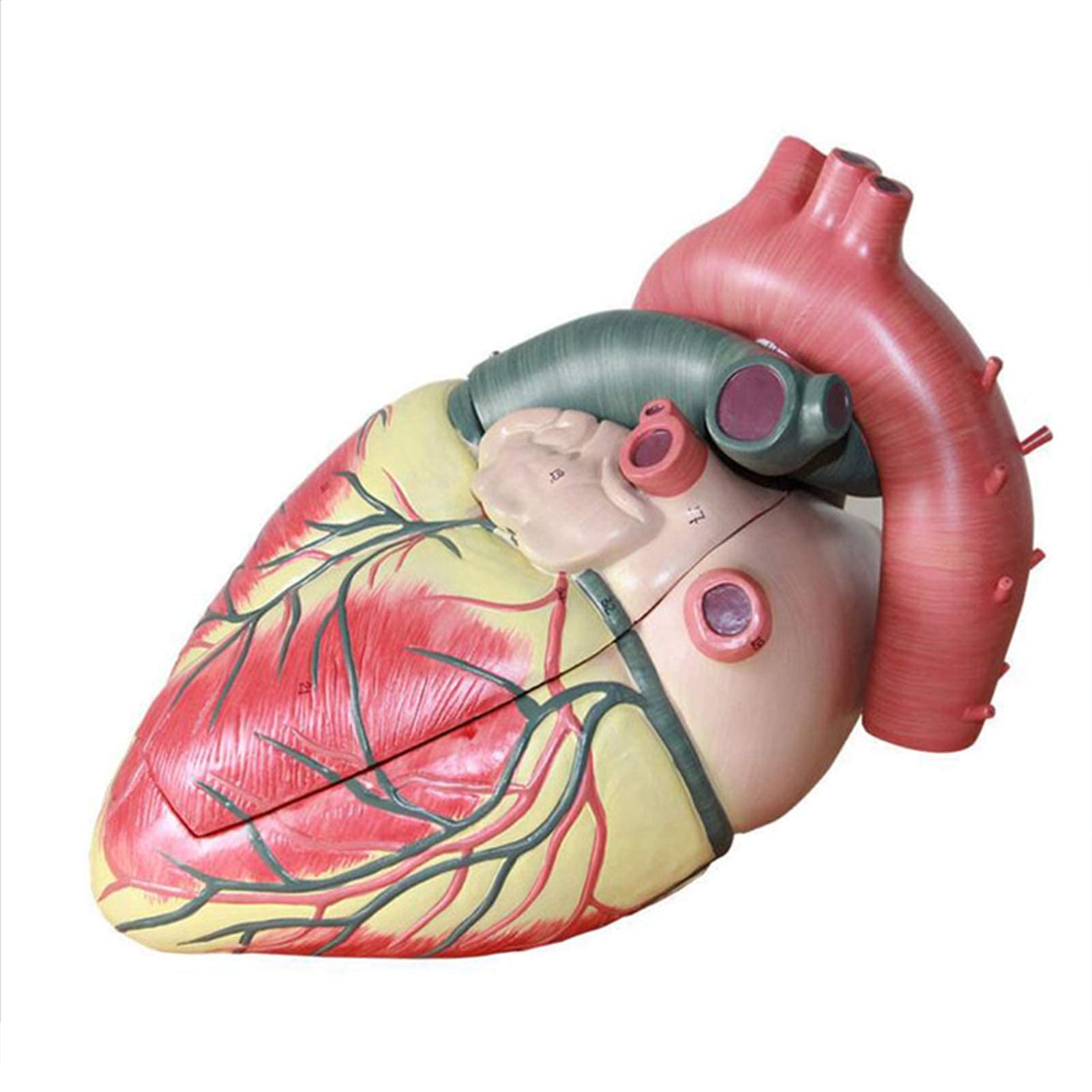 Buy Anatomy Model 3X d 3Part Human Heart Anatomical Model 39