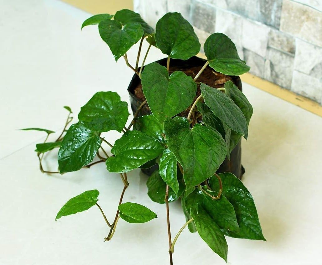 See full amazon price history chart for Delorea Vanarshi Maghai Paan Plant Medicinal Plant Delorea Vanarshi Maghai Paan Plant Medicinal Plant (B0974H2XTB) Amazon Price History, Amazon Price Tracker