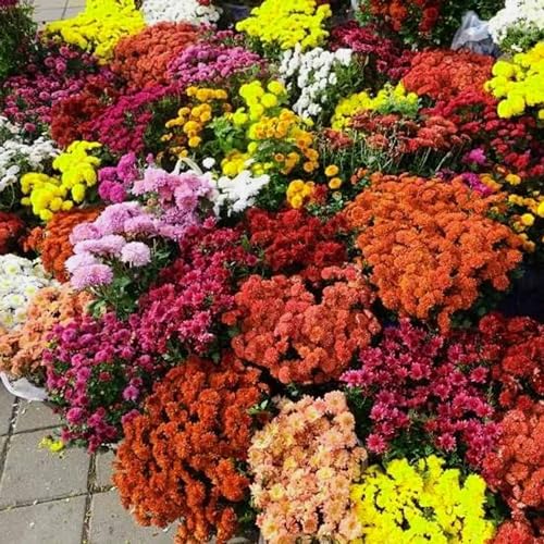 Dichmag 300+ Chrysanthemum Heirloom Rare Ground Cover Seeds for Planting - Non-GMO Landscape Flower Mixed Color Lawn Seeds