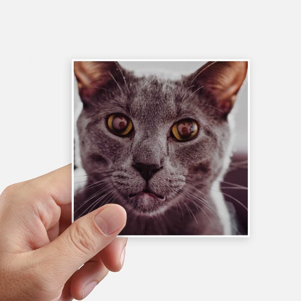 Sticker chat gris étanche 10cm DIYthinker pour personnaliser votre moto x8