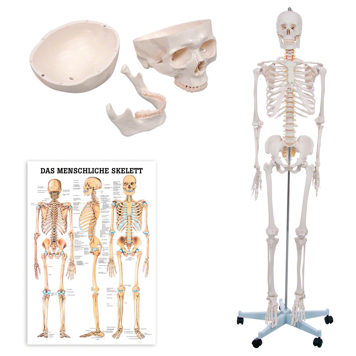 Sport-Tec Skelett inkl. Stativ und Lehrtafel das menschliche Skelett