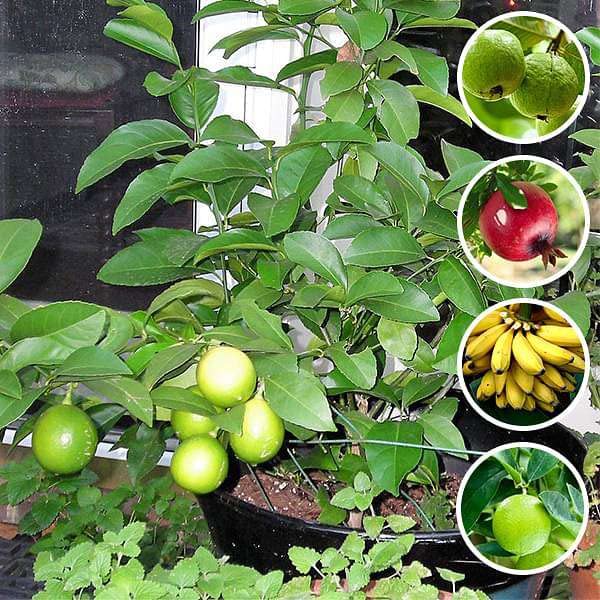 Mphmi Nursery Delhi Plant NCR Top 5 Fruits Plants to Grow in Pot Banana Pomegranate Guava mosambi Lemon home and garden (B0B67X6NRV) Amazon Price History, Amazon Price Tracker
