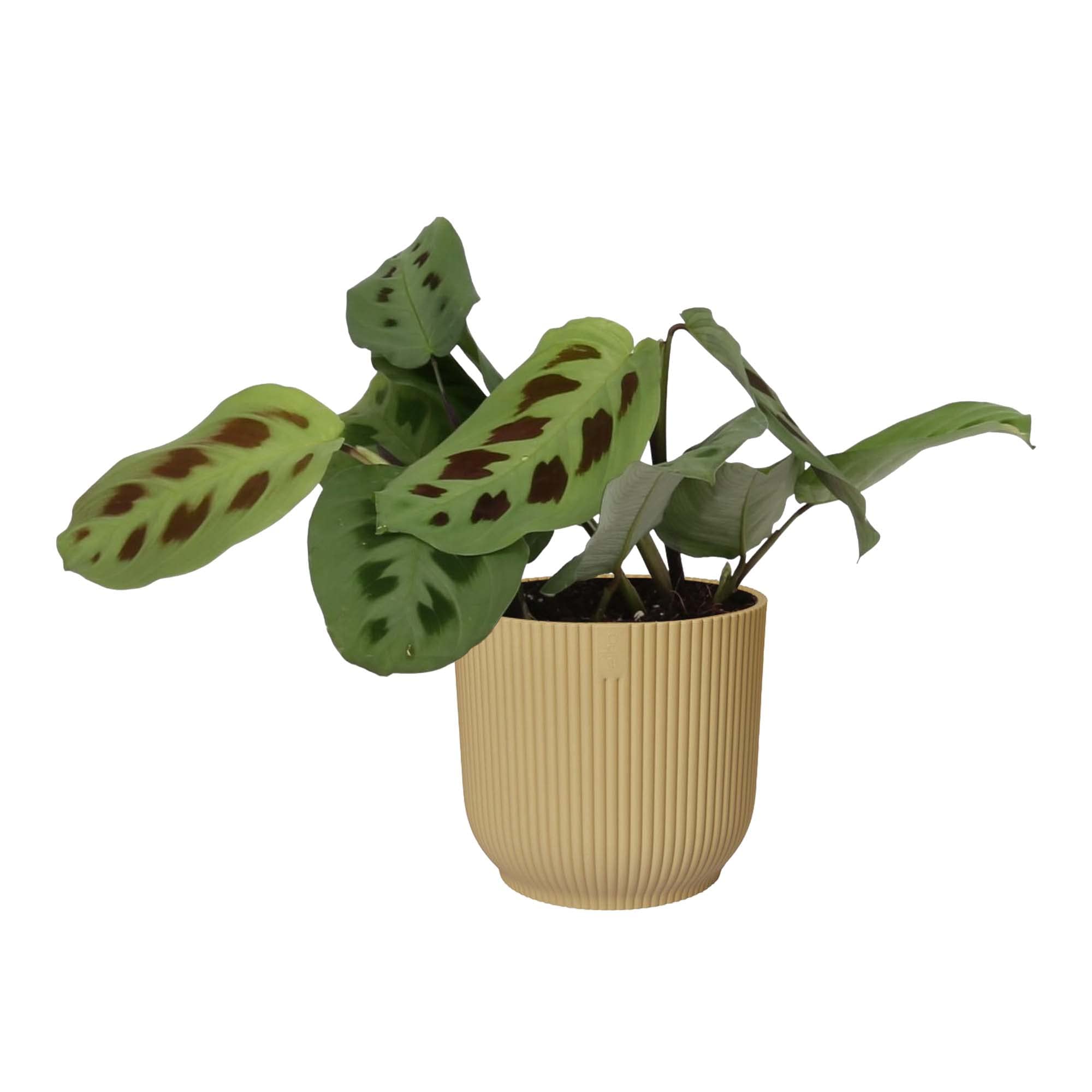 alocasia dragon scale aurea variegata Alocasia Pink Dragon Aurea Variegated AE49 – Wall of Plants