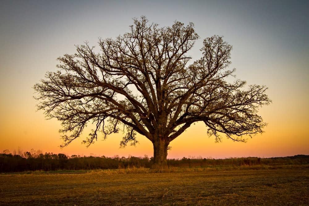 Bur Oak Tree Seedling for Planting - Grow Live Tree Plants - No Ship to California (1 Seedling)