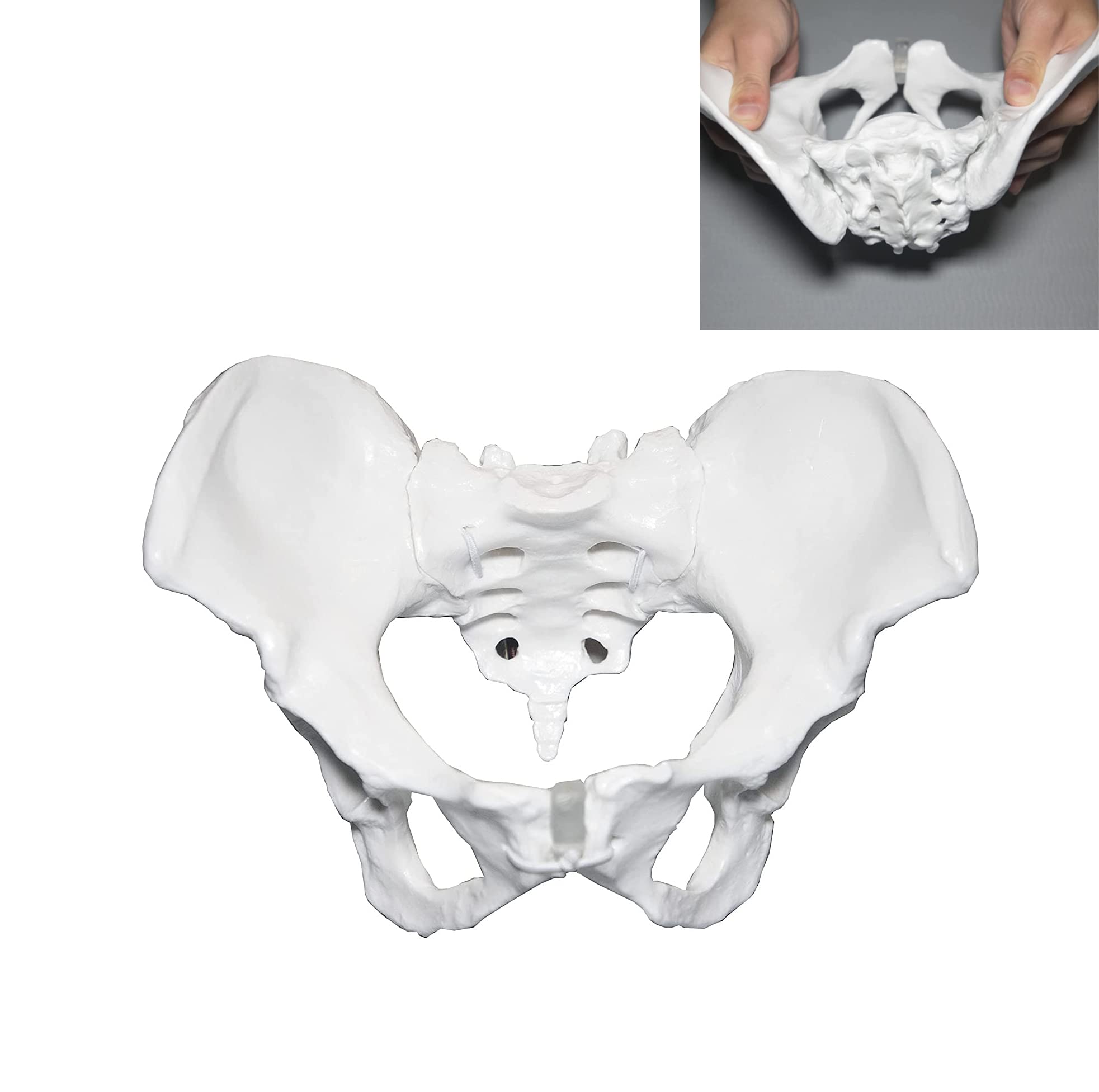 UIGJIOG Rehabilitation Pelvic Teaching Aid Model Professional Model Female Pelvis, Movable Pubic Symphysis for Separating Postpartum Joints Medical Human Skeleton Model