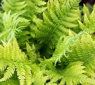 Live Plant - 5 Hay Scented Fern Clumps of 10-15 Rhizomes - Dennstaedtia punctilobula