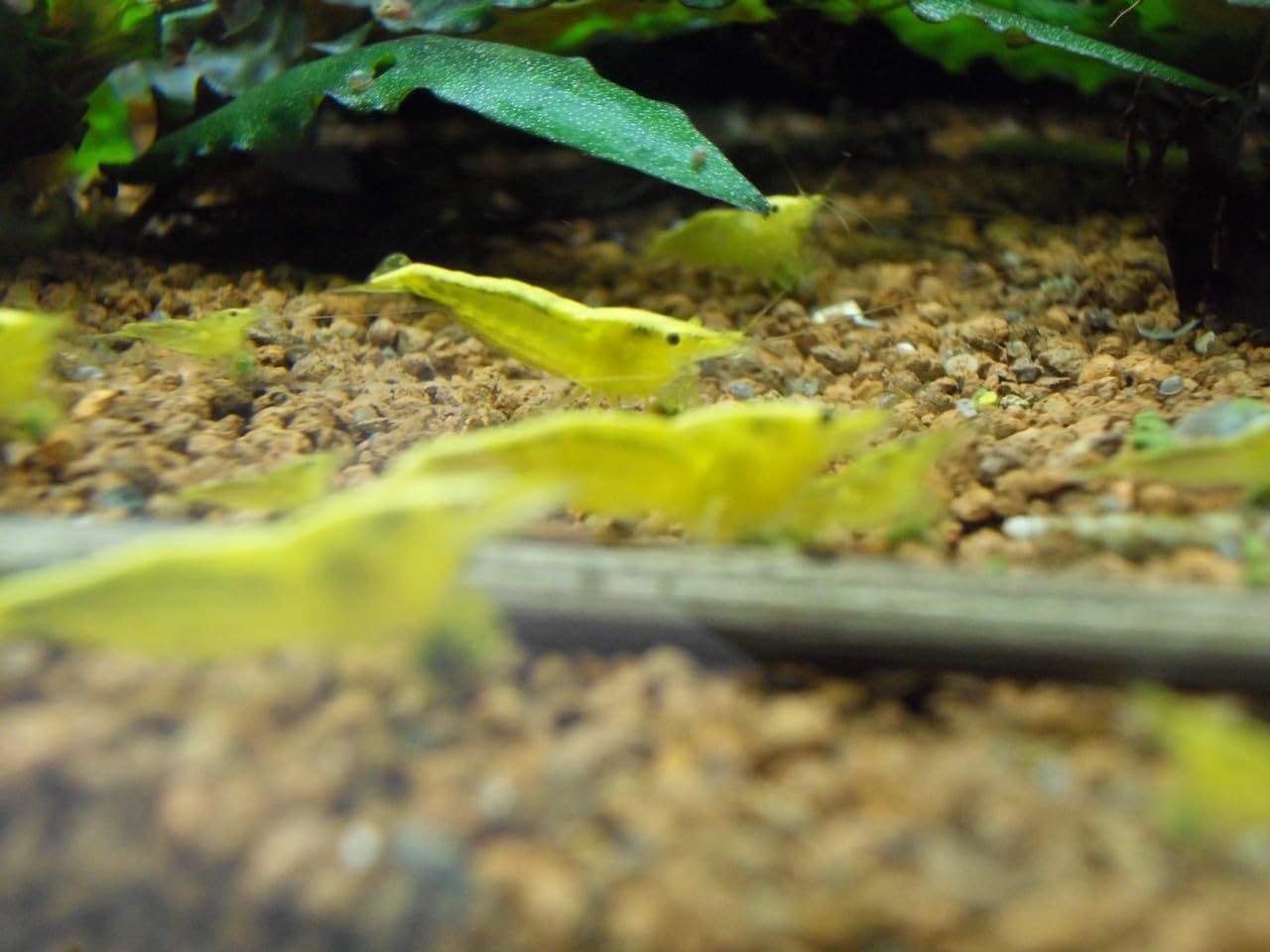 Yellow Fire Neonstripe Garnele 10 Stück