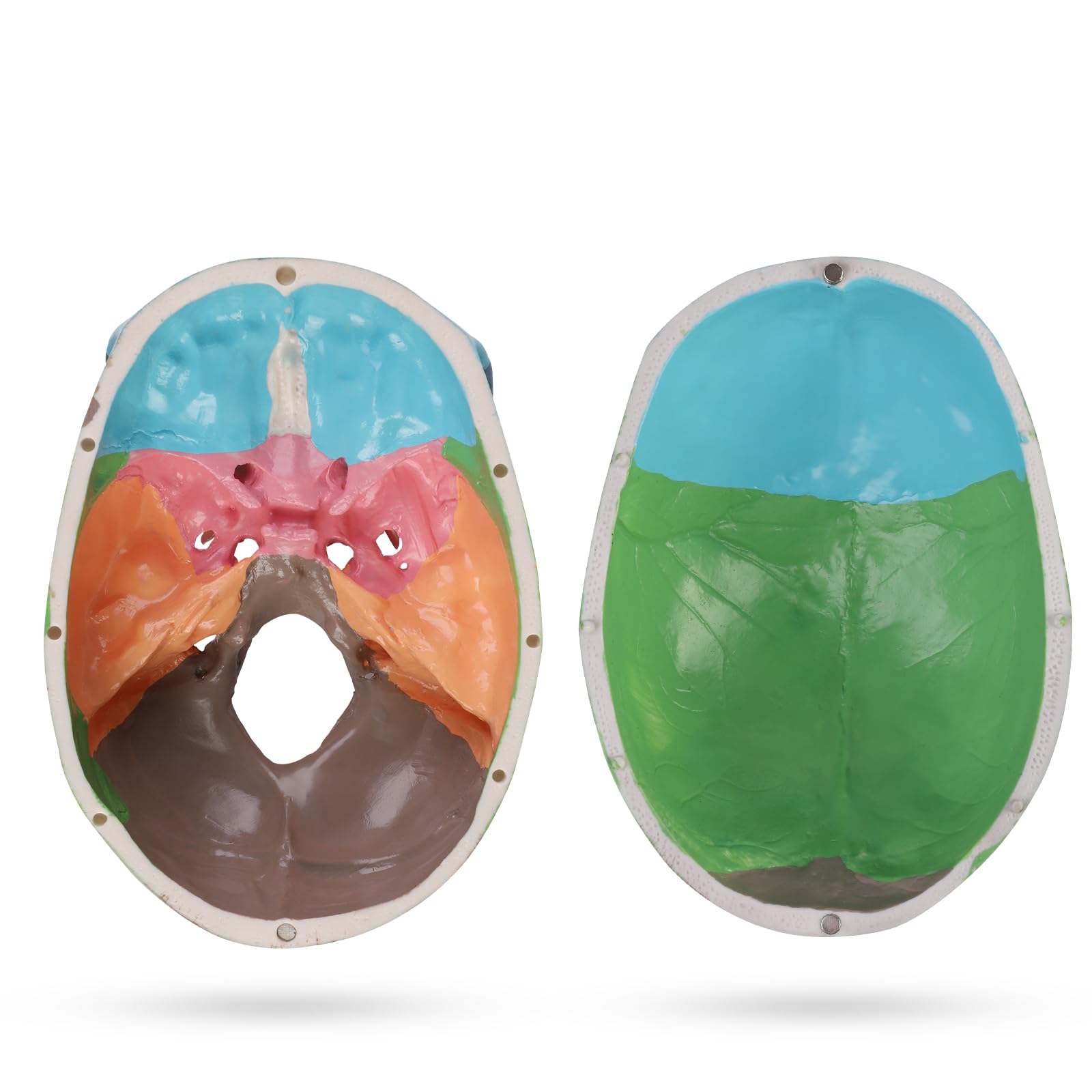 ERWEY Cranio Anatomico Colorato, Modello Cranio Umano, 3 Parti, a Grandezza Naturale