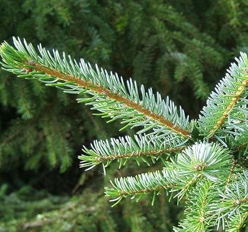 Picea Abies Boehmerwald (European Spruce) Tree Seed, Needle-Like Leaves With Blunt Ends, Cones Are Pendulous, Green To Violet And Turn Silvery-Brown, You Choose The Quantity (1 Pack) #TOP2