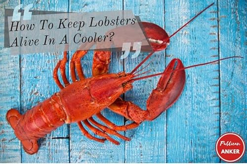 How To Keep Lobsters Alive In A Cooler Top Full Guide 2023