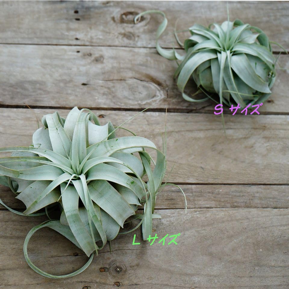 Amazon.co.jp: はなみどり エアプランツ チランジア