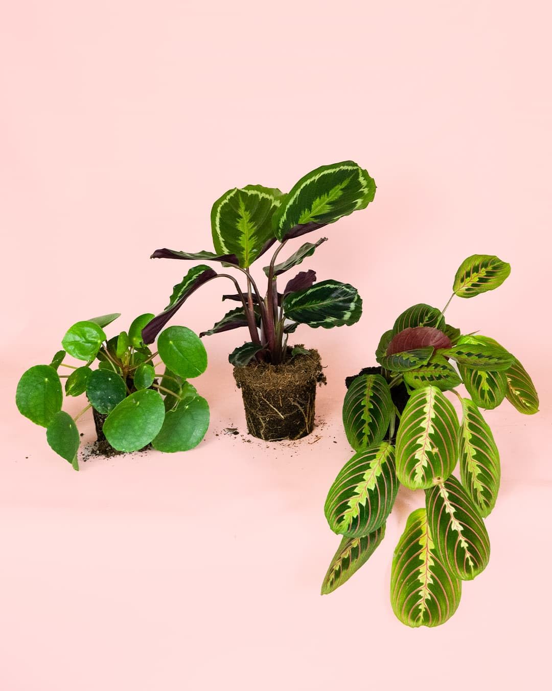 Pack 3x Plantas M Pet Friendly | Plantas Naturales | Pur Plant