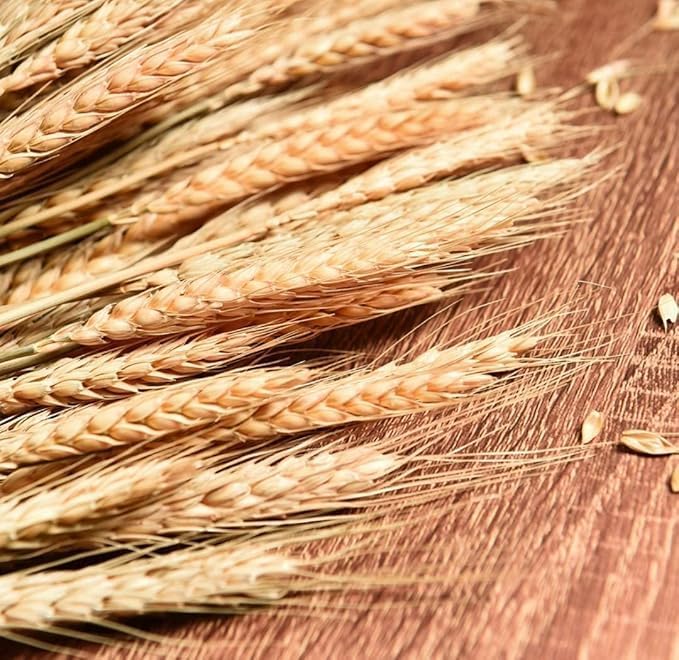 50 Pcs Set 30 cm Natural Dried Pampas Grass,Real Rabbit Bunny Tail,Reed Pampas,Boho Bouquet,Artificial Flowers Decor for Table Vase Home Decoration. (50 Pcs Dried Wheat Grass)