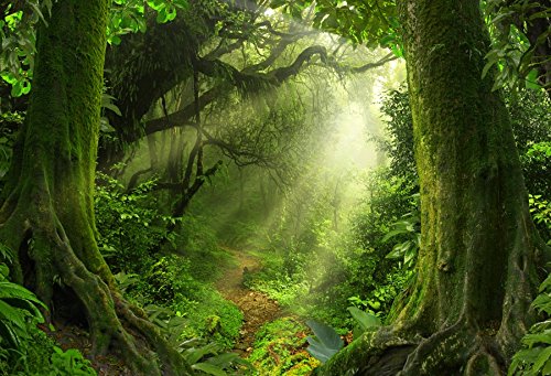 Laeacco Tropical Jungle Forest Photography Background 10x6.5ft Rainforest Summer Landscape Backdrops Wet Fog Forest Trees Hole Sunlight Rainy Moss