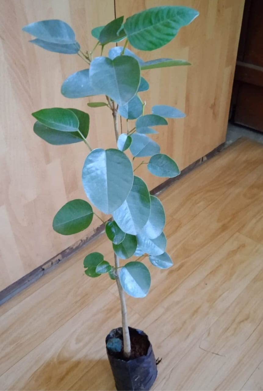 See full amazon price history chart for NEW DEBNATH NURSERY Genuine Lal Chandan Red Sandalwood Plant in Growbag-(Pack Of 1 Live Healthy Plant) NEW DEBNATH NURSERY Genuine Lal Chandan Red Sandalwood Plant in Growbag-(Pack Of 1 Live Healthy Plant) (B0BSF6TD1K) Amazon Price History, Amazon Price Tracker