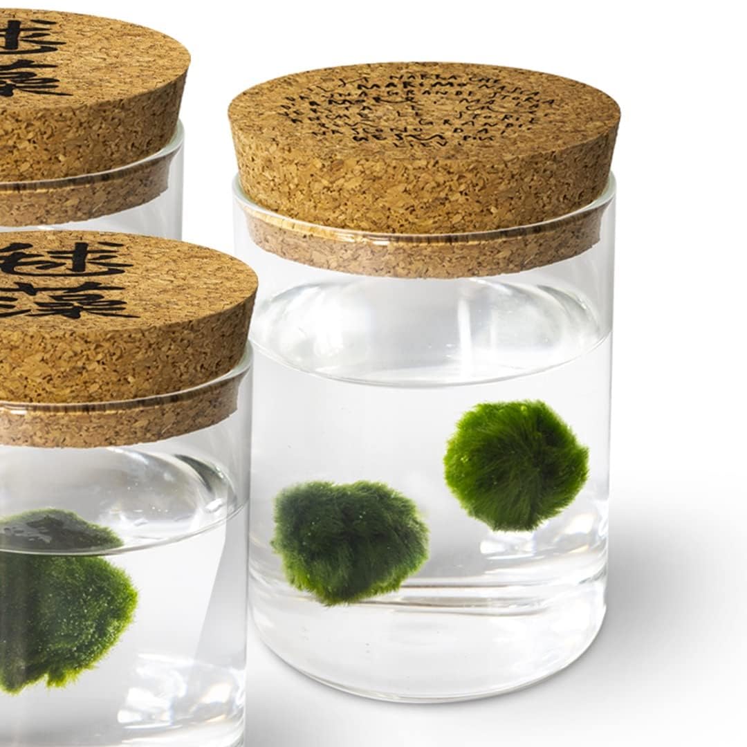 KAKI La Felicità è Nelle Piccole Cose Marimo Set sfuso diametro 2-3 cm - Originale e Certificato - Solo Marimo (10)