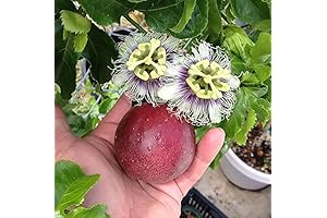 1 Live Plant 3-8 inch of Passiflora Edulis - Red Rover Purple...