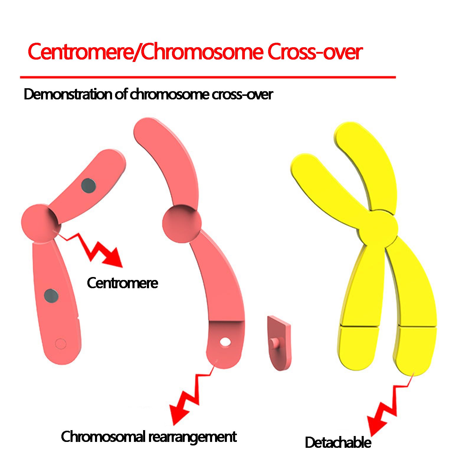Chromosom-Magnetmodell - Modell der Chromosomenveränderungen während der Meiose - für Biologie-Experimente an weiterführenden Schulen Lehrmittel