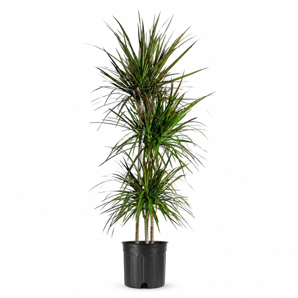 Florida Foliage Madagascar Dragon Tree