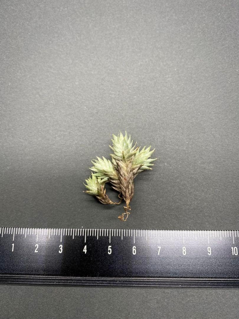 チランジア アイゾイデス 4頭Tillan a aizoides