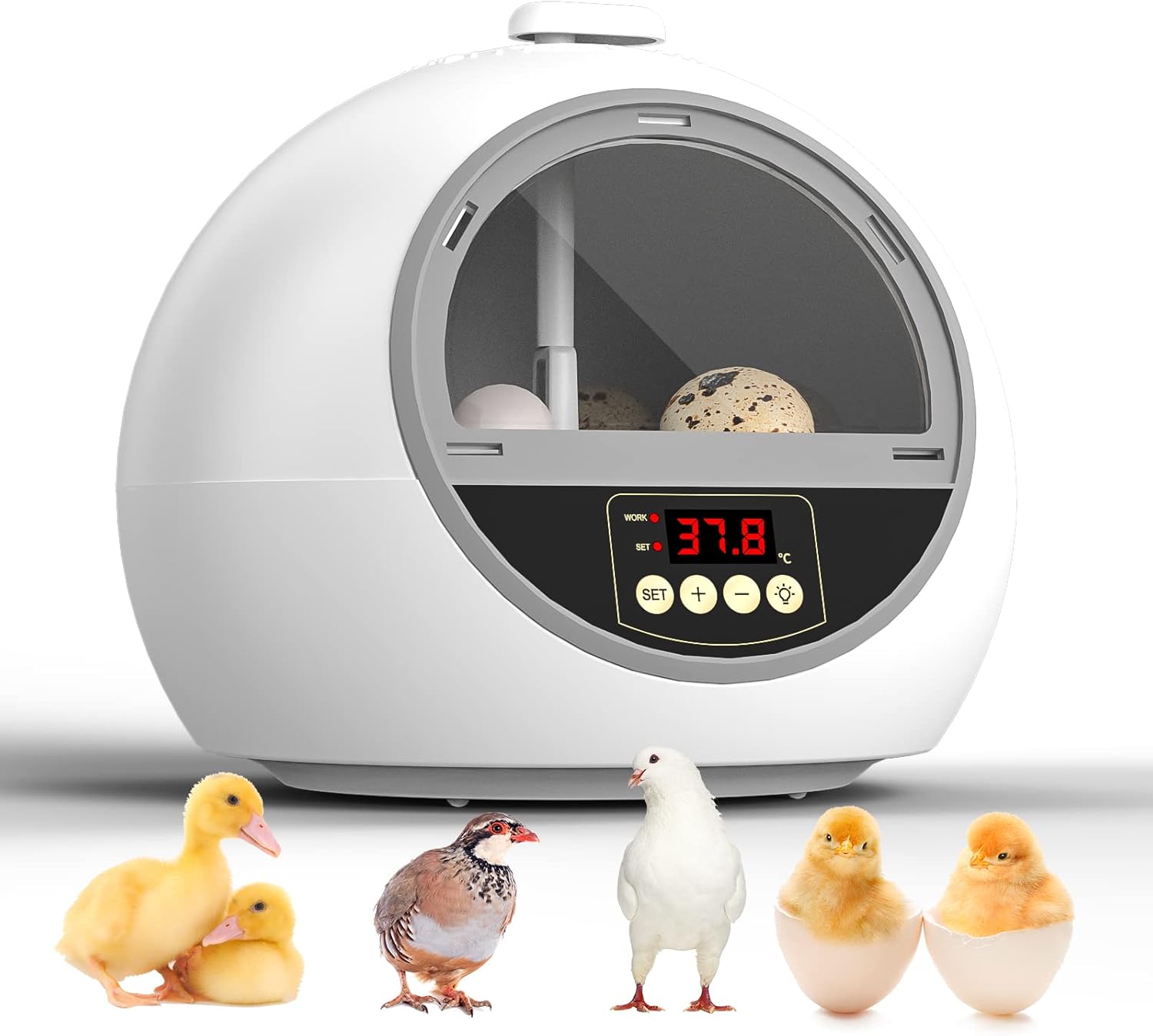 18 Quail Egg Trays with Temperature Display, Incubator for