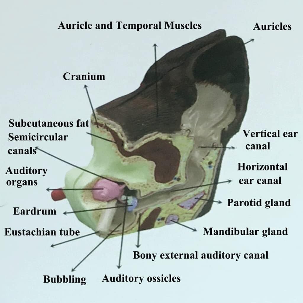 Dog Ear Anatomical Model, Skeleton Model Anatomical Model, Organ Model
