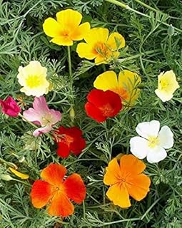 Rainbow California Poppy Wildflower Mix - Eschscholzia californica - 480 Seeds, 1 gram - ST21