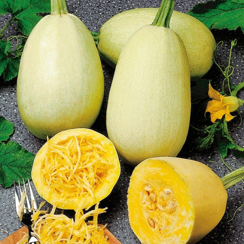 25 Spaghetti Winter Squash Seeds for Planting. Non GMO and Heirloom. 2.5 Grams of Seeds. Garden Vegetable Survival