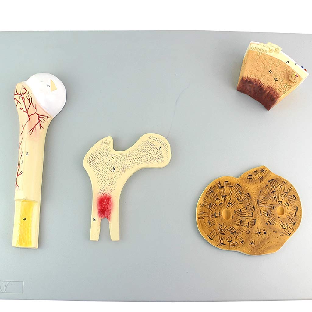 Sjdopulse Structural Model Of Bone,Vascular,Cancellous Bone, Dense Bone And Femur System - Medical Anatomical Skeletal Model - For Medical Educational Training Aid