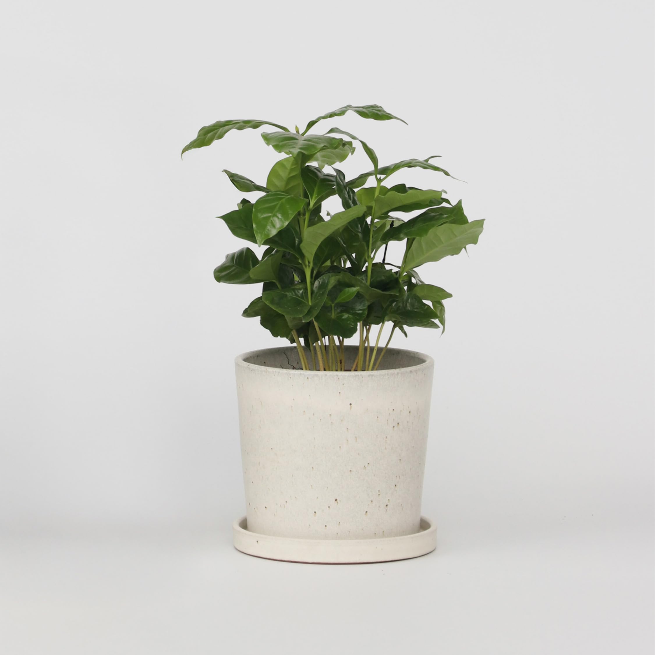 Plant in a Box - Kawowiec - Coffea arabica - Wysokość 25-40cm - Pot 12cm - Roślina doniczkowa - Zielony