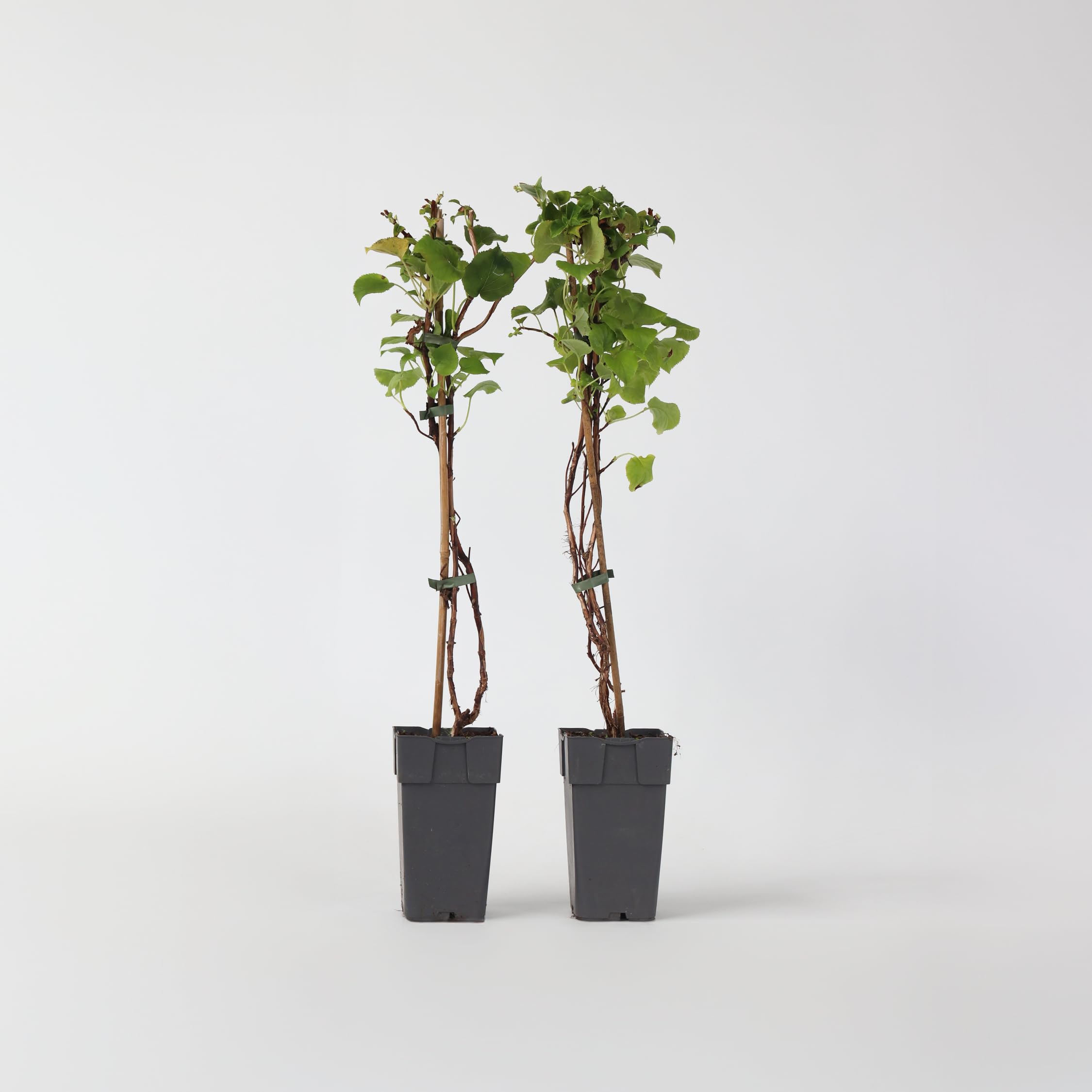 Plant in a Box - Hydrangea anomala Petiolaris - Lot de 2 - Hortensia grimpant - ⌀15cm - Hauteur 60-70cm