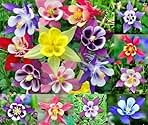 200 Columbine McKana Giants Flower Seeds, Perennial, Aquilegia caerulea, Colorful, Attracts Bees and Hummingbirds from USA