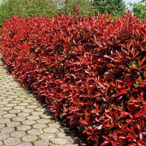 1 x Large Photinia Red Robin - 9cm Pot Ready to Plant