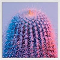 SIGNWIN Framed Canvas Wall Art Mammillaria Spinosissima Cactus in Pink, Purple Background Botanical Succulent Photography Realism Modern Closeup Fun for Living Room, Bedroom, Office - 16x16 inches