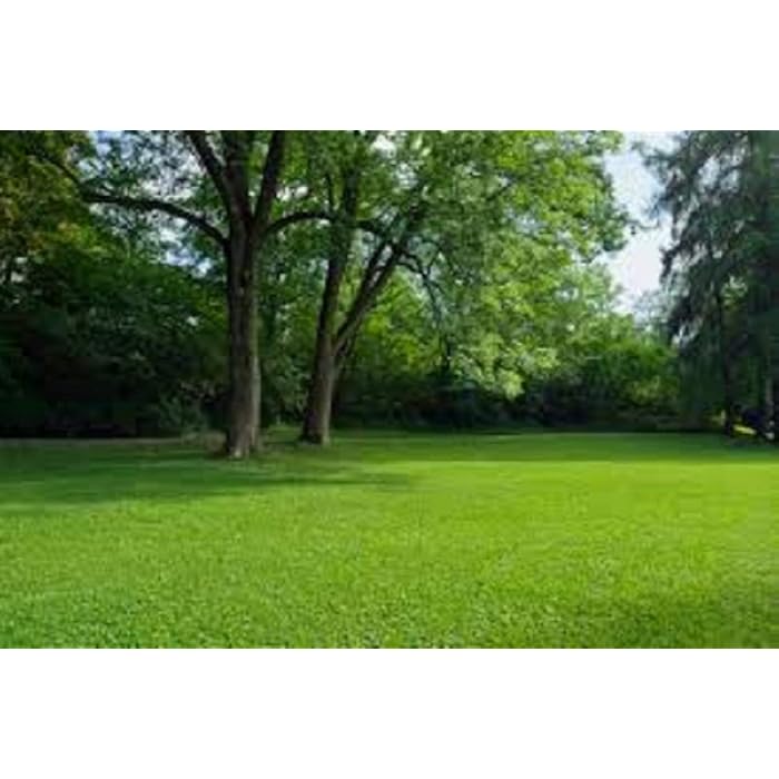 Buy 2 kg Shady Area Under Trees Lawn Grass Seed Shade Supplied by