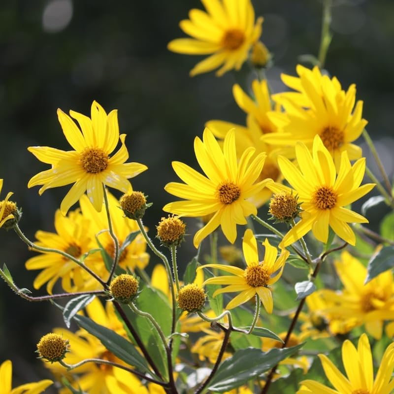 Miniatura 3 de Tubérculos grandes de alcachofas de Jerusalén de 1 libra para plantar, sunchokes frescos, raíces perennes comestibles resistentes para huerto al