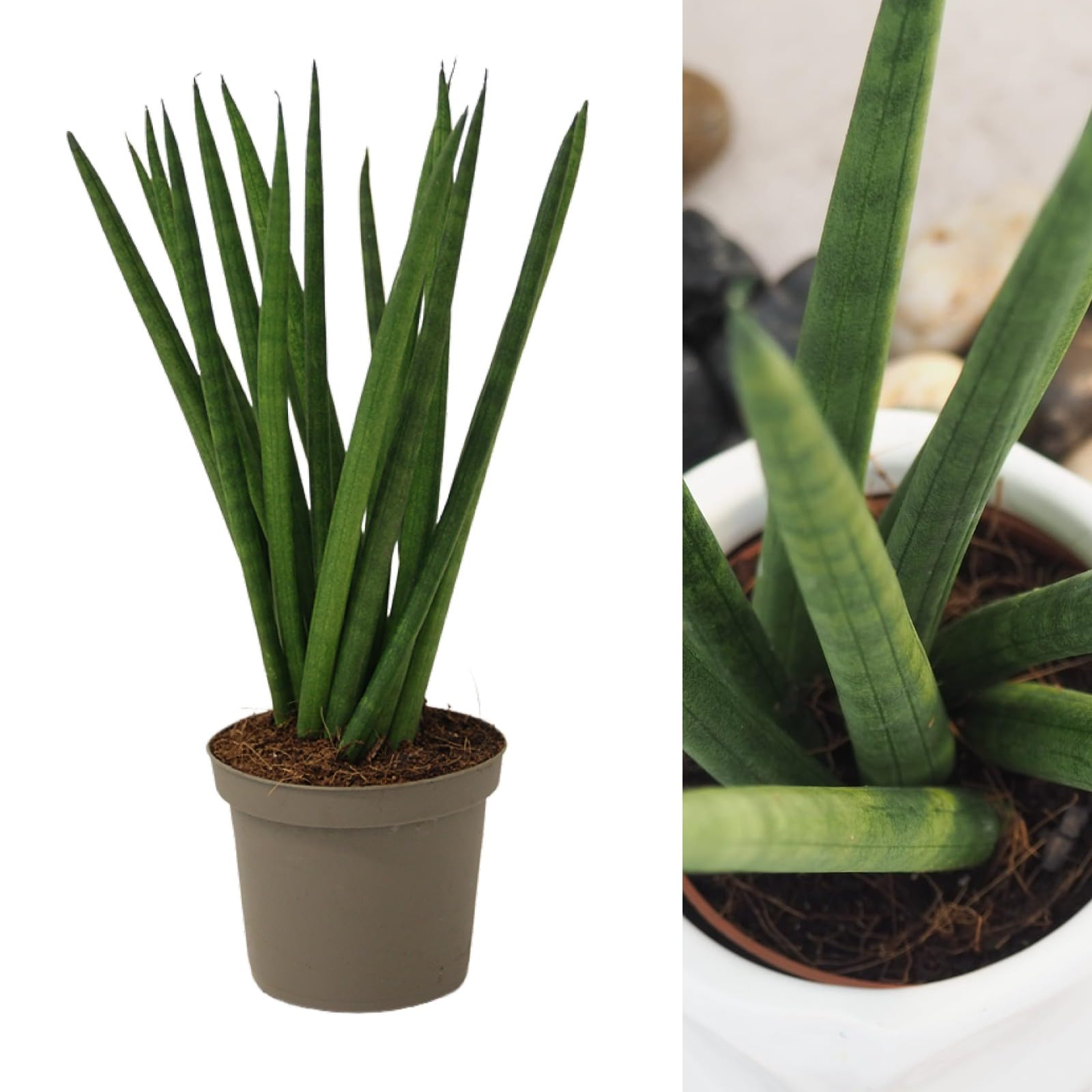 Carbeth Plants Spaghetti Cylindrical Snake Plant (1)